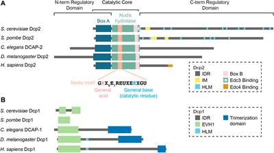 Eukaryotic mRNA Decapping Activation